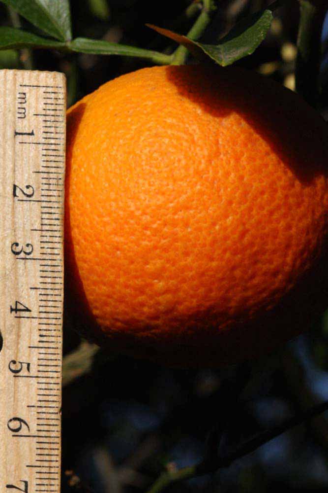            Fruit (Riverside, CA)   